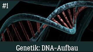 Genetik Aufbau der DNA einfach und richtig erklärt [upl. by Johnston]