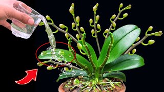 A magical watering tip helps all types of orchids bloom profusely yearround [upl. by Cameron]