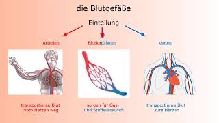 HerzKreislaufSystem Wortschatz  Circulatory system  Deutsch lernen für die Pflege [upl. by Anilrac664]