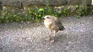 A baby seagull squeaking [upl. by Oluap]