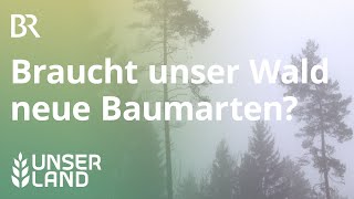 Braucht unser Wald neue Baumarten  Unser Land  BR Fernsehen [upl. by Haimirej562]