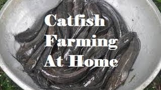 Starting a small catfish Clarias batrachus farm at home [upl. by Ahsaz]