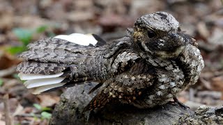 Eastern whippoorwill threat display [upl. by Sim]