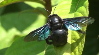 Carpenter bee Xylocopa documentary [upl. by Voltz]