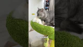 【布丁仔和泡芙妹的一天】生物学奇迹居然在我家猫身上上演了 小奶猫 长毛三花 傻猫的日常 [upl. by Hsan]