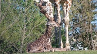 Reticulated Giraffe Birth [upl. by Milissent]