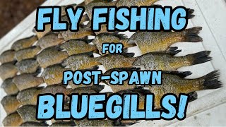 Kayak Fly Fishing for BIG Bull Bluegills [upl. by Ainitsirhc]