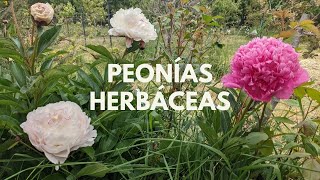 Cuidados de las peonías herbáceas  Paeonia lactiflora [upl. by Gerhardine]