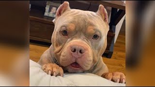 Funniest American Bully Videos  Cutest Bullies Ever [upl. by Erdnaxela]