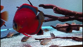 Top 5 Most Beautiful Discus Species  Amazing Red Discus Tank [upl. by Xila800]