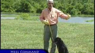 Ecollar Training Basic Obedience [upl. by Pol]