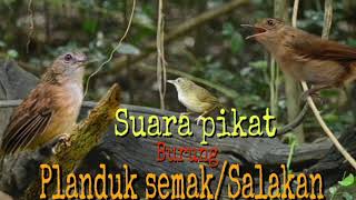 Suara pikat burung planduk semak atau Salakan [upl. by Youngran18]