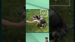 DOG INTELLIGENCE TEST  Tricks shorts [upl. by Koal]