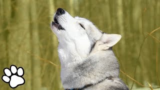 Huskies Singing 🎤  Husky Singing amp Talking  thatpetlife [upl. by Hali824]