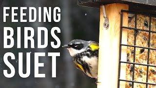 Feeding Birds Suet [upl. by Frohman834]