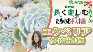 🌸24エケベリア（多肉植物）の育て方｜エケベリア秋春タイプ 冬の管理とお手入れ [upl. by Tranquada]