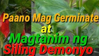 Paano Mag Germinate at Magtanim ng Siling DemonyoVenGardening [upl. by Nylave]