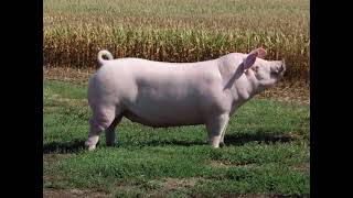 Chester White Pig  The King Of Crossbreeding [upl. by Malas]