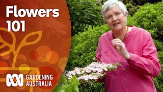 Flowers 101 — An introduction to identifying plants by their inflorescence  Gardening Australia [upl. by Nosauq]