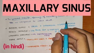 Paranasal Sinuses  2  Maxillary Sinus [upl. by Yentnuoc]