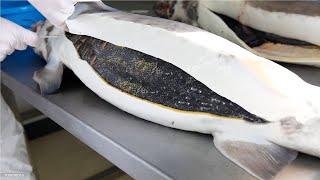 How Sturgeon Caviar Is Farmed and Processed  How it made Caviar Sturgeon Caviar Farm [upl. by Aennil358]