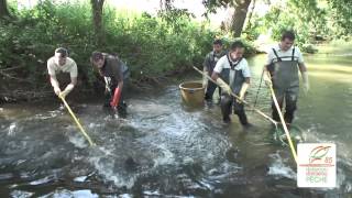 Pêche électrique sur la rivière de la smagne [upl. by Oinesra]