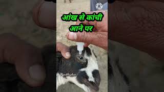 CIPLOX D Eye Drops का उपयोग करें।। [upl. by Anagrom]