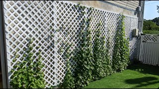 How to build trellis for a climbing plant [upl. by Carleton]