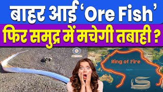 समुद्र से बाहर आई विनाशकारी OarFish मछली  क्यों माना जाता है अपशगुन  oar fish news hindi doomsday [upl. by Airom]