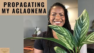 How to Propagate Aglaonemas  Propagating my Chinese Evergreen [upl. by Enogitna834]