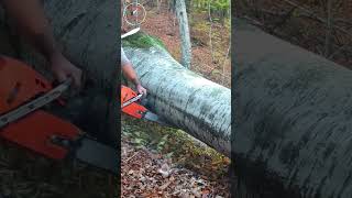 shorts giant super tree cut down [upl. by Balch]