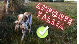 Chasse au petit gibier Premiers rapports de Tallia [upl. by Enileme]