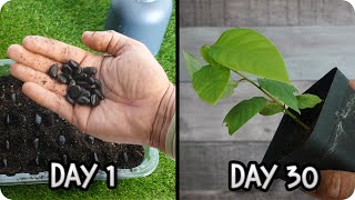 FASTEST Way to Germinate Cherimoya at Home Amazing Method  Tonis Organic Vegetable Garden [upl. by Llaccm490]