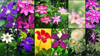 CLEMATIS VARIETIES  Plants Weekly [upl. by Evangeline259]