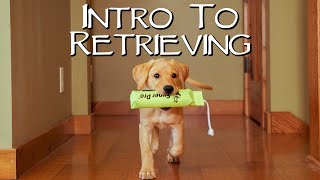 Labrador Retriever Teach Your Puppy To Fetch  Gun Dog Training [upl. by Ethbin623]