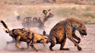 Best 5 Wild Dogs Hunting Moments  2024 MUST SEE [upl. by Masao]