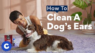 How To Clean a Dog’s Ears  Chewtorials [upl. by Sobel]