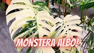 Monstera ALBO Variegata COMPLETE Care Guide  Propagation and Common Problems [upl. by Rainer]