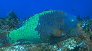 quotBoldquot Parrotfish Help Keep Coral Reefs Colorful  OneMinute Dive With Pew [upl. by Autrey]