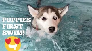 Husky Puppies First Swim CUTEST VIDEO EVER [upl. by Barayon627]