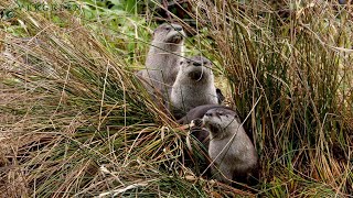 River Otters  Pacific Northwest [upl. by Gipps]