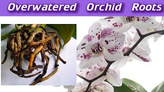 Magical tips to help dying orchids quickly take root and revive [upl. by Carvey36]