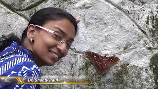 Worlds largest moth Attacus atlas [upl. by Ameluz]