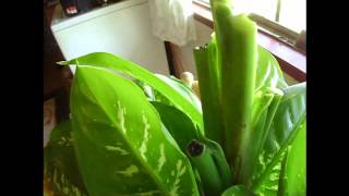 How To Prune Dieffenbachia [upl. by Edgardo]