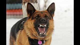 Angry German Shepherd Barking on Cows [upl. by Laurent]