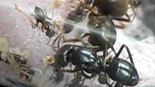 Lasius fuliginosus vs Lasius niger [upl. by Kaehpos]