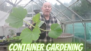 Growing Courgettes In Containers Gardening Allotment UK Grow Vegetables At Home [upl. by Felike]