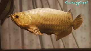 Best Top 10 Oldest Arowana Fish in the World  Super old Arowana  Dragon Fish [upl. by Neyuq]