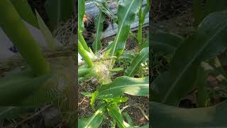 Hand pollinating fall corn for bigger harvest 🌽⬆️ healthyharvest garden gardeningharvest growing [upl. by Oiragelo477]