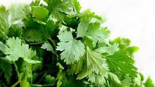 Health Benefits of Coriander Leaves [upl. by Ynnus]